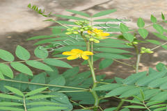 Senna sophera